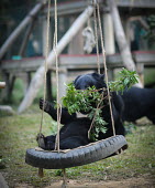 Rescued Asiatic moon bear playing in a swing, Animals Asia sanctuary, Vietnam positive,Happy,joyful,cute,Animal rescue,rescued,funny,humourous,lol,entertaining,humour,play,entertained,playing,entertainment,Playful,sanctuary,rescue,shelter,Asiatic black bear,Ursus thibetanus,Bea