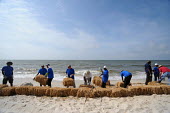 BP-hired workers bail straw into barriers along Dauphin Island's beaches Deepwater Horizon,BP,BP oil spill