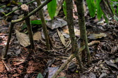 Anti-poaching team uncover bush traps, Uganda