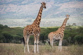 South African giraffe, Africa Jo-Anne McArthur/ We Animals Giraffa camelopardalisgiraffa,subspecies,South African giraffe,Giraffe,Giraffa camelopardalis,Even-toed Ungulates,Artiodactyla,Chordates,Chordata,Mammalia,Mammals,Giraffidae,Giraffes,Terrestrial,Africa,Cetartiodactyla,Savannah,Herbivorous,Endangered,camelopardalis,Animalia,Giraffa,Least Concern,IUCN Red List,Vulnerable