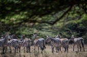 Herd of plains zebra, Africa Grassland,coloration,Colouration,environment,ecosystem,Habitat,stripe,Stripes,stripy,striped,savannahs,savana,savannas,shrubland,savannah,Savanna,herds,gamming,Herd,herding,assemble,Terrestrial,ground