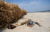 A dead fish along side a straw oil barrier at Dauphin Island, USA