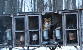 Red fox held in a cage at a fur farm in Quebec, Canada panic,panicked,worried,scared,Afraid,negative,sad,coat,furry,pelt,Fur,furs,Sad,upset,sadness,farmed land,farm land,farmland,Farming,industry,farm,Human impact,human influence,anthropogenic,pet,zoo,cap