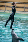 Dolphins held captive to perform tricks for human entertainment, Delphinarium Parc Asterix, France humans,human,People,homo sapiens,persons,person,homo sapien,pet,zoo,captured,held,Captive,zoological,Human impact,human influence,anthropogenic,Tourism,Trafficking,wildlife trafficking,animal traffick