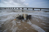 Dead turtles have been found along the Gulf coast since the BP oil spill environment,ecosystem,Habitat,saltwater,Marine,saline,Ocean,oceans,oceanic,Open ocean,Aquatic,water,water body