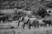 Herd of African elephant, Kenya herds,gamming,Herd,herding,assemble,environment,ecosystem,Habitat,savannahs,savana,savannas,shrubland,savannah,Savanna,Grassland,Terrestrial,ground,African elephant,Loxodonta africana,Elephants,Elepha