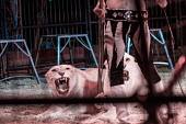 Lion being beaten into submission at a circus in France panic,panicked,worried,scared,Afraid,humans,human,People,homo sapiens,persons,person,homo sapien,guarded,guard,danger,Defensive,defense,protecting,guarding,defence,protective,warn,warning,protect,warn