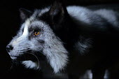 Arctic fox held in a cage at a fur farm in Quebec, Canada Arctic fox,Vulpes lagopus,Carnivores,Carnivora,Mammalia,Mammals,Chordates,Chordata,Dog, Coyote, Wolf, Fox,Canidae,Alopex lagopus,Polar fox,Zorro rtico,Isatis,Renard Polaire,Reynard Polaire,North Amer