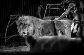 Lion being beaten into submission at a circus in France panic,panicked,worried,scared,Afraid,negative,sad,Sad,upset,sadness,Tourism,Trafficking,wildlife trafficking,animal trafficking,animal traffic,black market,wildlife traffic,Human impact,human influenc