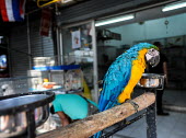 Blue-and-yellow macaw kept in unhealthy conditions at Chatuchak market, Thailand Blue-and-yellow macaw,Ara ararauna,Parakeets, Macaws, Parrots,Psittacidae,Parrots,Psittaciformes,Chordates,Chordata,Aves,Birds,IUCN Red List,Flying,South America,Ara,Least Concern,Terrestrial,Animalia