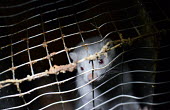 European mink held in a cage, Sweden European mink,Mustela lutreola,Carnivores,Carnivora,Mammalia,Mammals,Weasels, Badgers and Otters,Mustelidae,Chordates,Chordata,Visón Europeo,Vison d'Europe,Mustela,Animalia,Subterranean,Wetlands,Crit
