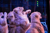 Lions held captive and forced to perform tricks at a French circus pet,zoo,captured,held,Captive,zoological,Trafficking,wildlife trafficking,animal trafficking,animal traffic,black market,wildlife traffic,Tourism,Sad,upset,sadness,panic,panicked,worried,scared,Afraid