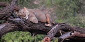 Lioness slumbering on a fallen tree, Kenya Tired,exhaustion,exhausted,sleepy,lazy,swing,hang,hanging,swinging,draped,draping,resting,rested,rest,Lion,Panthera leo,Felidae,Cats,Mammalia,Mammals,Carnivores,Carnivora,Chordates,Chordata,Lion d'Afr