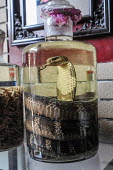 Dead cobra sold as snake wine in a Vietnamese market Stage,Dead,Animalia,Chordata,Reptilia,Squamata,Elapidae,cobra,cobras,snake,snakes,reptile,snake wine,market