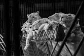 Lions held captive and forced to perform tricks at a French circus Trafficking,wildlife trafficking,animal trafficking,animal traffic,black market,wildlife traffic,Sad,upset,sadness,negative,sad,Tourism,panic,panicked,worried,scared,Afraid,Human impact,human influenc