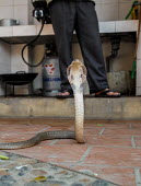 Cobra being sold in a Vietnamese market Resource exploitation,Human impact,human influence,anthropogenic,Animalia,Chordata,Reptilia,Squamata,Elapidae,cobra,cobras,snake,snakes,reptile,market