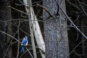 Blue jay perched in a tree, USA Blue jay,Cyanocitta cristata,Crows, Ravens, Jays,Corvidae,Perching Birds,Passeriformes,Chordates,Chordata,Aves,Birds,Cyanocitta,North America,IUCN Red List,Temperate,Arboreal,Least Concern,Forest,Herb