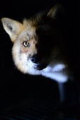 Red fox held in a cage at a fur farm in Quebec, Canada pet,zoo,captured,held,Captive,zoological,negative,sad,farmed land,farm land,farmland,Farming,industry,farm,panic,panicked,worried,scared,Afraid,coat,furry,pelt,Fur,furs,Human impact,human influence,an