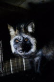 Raccoon dog held in a cage at a fur farm in Quebec, Canada Raccoon dog,Nyctereutes procyonoides,Mammalia,Mammals,Chordates,Chordata,Dog, Coyote, Wolf, Fox,Canidae,Carnivores,Carnivora,Chien Viverrin,Perro Mapache,Urban,Terrestrial,Temperate,Nyctereutes,Asia,O