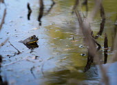 American bullfrog in a swamp, USA environment,ecosystem,Habitat,fresh water,Freshwater,Wetland,mire,muskeg,peatland,bog,Aquatic,water,water body,swamp,Terrestrial,ground,American bullfrog,Lithobates catesbeianus,Ranidae,Ranids,Chordat