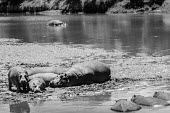 Hippopotamus family slumber in mud, Kenya Jo-Anne McArthur/ We Animals Basking,sunbathing,bask,sunbathe,resting,rested,rest,Hippopotamus,Hippopotamus amphibius,Hippopotamidae,Hippopotamuses,Mammalia,Mammals,Even-toed Ungulates,Artiodactyla,Chordates,Chordata,Hippo,common hippopotamus,Hipoptamo Anfibio,Hippopotame,Appendix II,Aquatic,Ponds and lakes,Omnivorous,Cetartiodactyla,Vulnerable,amphibius,Animalia,Streams and rivers,Africa,Terrestrial,Grassland,IUCN Red List