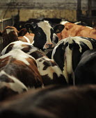 Dairy cows herded together in cramped spaces at farm in Sweden Jo-Anne McArthur/ We Animals Cattle,Bos taurus
