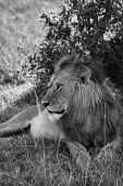 Lion resting in shade, Kenya Terrestrial,ground,environment,ecosystem,Habitat,resting,rested,rest,savannahs,savana,savannas,shrubland,savannah,Savanna,Grassland,African elephant,Loxodonta africana,Elephants,Elephantidae,Chordates
