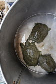 Softshell turtles kept in cramped buckets, for sale in a Vietnamese market Animalia,Chordata,Reptilia,Testudines,Trionychidae,turtle,turtles,softshell,softshell turtle,Vietnam,reptile,Softshell turtle