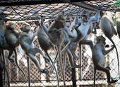 Crab-eating macaques held at a breeding facility likely to be sold to laboratories, Laos Crab-eating macaque,Macaca fascicularis,Mammalia,Mammals,Chordates,Chordata,Primates,Old World Monkeys,Cercopithecidae,Cynomolgus monkey,long-tailed macaque,Macaca Cangrejera,Macaque Crabier,Macaque D