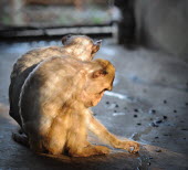 Crab-eating macaques held at a breeding facility likely to be sold to laboratories, Laos Sad,upset,sadness,panic,panicked,worried,scared,Afraid,Human impact,human influence,anthropogenic,farmed land,farm land,farmland,Farming,industry,farm,Resource exploitation,negative,sad,pet,zoo,captur