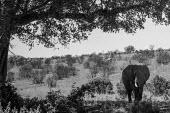 African elephant, Kenya Grassland,environment,ecosystem,Habitat,savannahs,savana,savannas,shrubland,savannah,Savanna,Terrestrial,ground,African elephant,Loxodonta africana,Elephants,Elephantidae,Chordates,Chordata,Elephants,