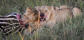 Lions eating a zebra, Kenya Terrestrial,ground,environment,ecosystem,Habitat,bloody,Blood,savannahs,savana,savannas,shrubland,savannah,Savanna,Grassland,food,feed,hungry,eat,hunger,Feeding,eating,predation,hunt,hunter,stalking,H