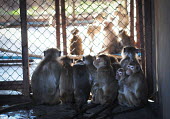 Crab-eating macaques held at a breeding facility likely to be sold to laboratories, Laos Human impact,human influence,anthropogenic,Sad,upset,sadness,Resource exploitation,negative,sad,farmed land,farm land,farmland,Farming,industry,farm,panic,panicked,worried,scared,Afraid,pet,zoo,captur