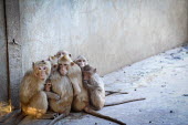 Crab-eating macaques held at a breeding facility likely to be sold to laboratories, Laos Resource exploitation,Sad,upset,sadness,Human impact,human influence,anthropogenic,pet,zoo,captured,held,Captive,zoological,negative,sad,farmed land,farm land,farmland,Farming,industry,farm,panic,pani