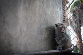 Crab-eating macaque held at a breeding facility likely to be sold to a laboratory, Laos Sad,upset,sadness,Resource exploitation,pet,zoo,captured,held,Captive,zoological,panic,panicked,worried,scared,Afraid,Human impact,human influence,anthropogenic,farmed land,farm land,farmland,Farming,