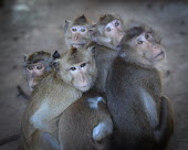 Crab-eating macaques held at a breeding facility likely to be sold to laboratories, Laos Resource exploitation,pet,zoo,captured,held,Captive,zoological,Human impact,human influence,anthropogenic,Sad,upset,sadness,panic,panicked,worried,scared,Afraid,negative,sad,farmed land,farm land,farm