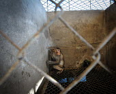Frightened crab-eating macaques held at a breeding facility likely to be sold to a laboratory, Laos Jo-Anne McArthur/ We Animals Human impact,human influence,anthropogenic,panic,panicked,worried,scared,Afraid,farmed land,farm land,farmland,Farming,industry,farm,Sad,upset,sadness,pet,zoo,captured,held,Captive,zoological,Resource exploitation,negative,sad,Crab-eating macaque,Macaca fascicularis,Mammalia,Mammals,Chordates,Chordata,Primates,Old World Monkeys,Cercopithecidae,Cynomolgus monkey,long-tailed macaque,Macaca Cangrejera,Macaque Crabier,Macaque De Buffon,Coniferous,Least Concern,Broadleaved,Terrestrial,fascicularis,Appendix II,Omnivorous,Asia,Macaca,Mangrove,Arboreal,Animalia,Rainforest,IUCN Red List