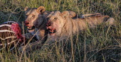 Lions eating a zebra, Kenya Terrestrial,ground,environment,ecosystem,Habitat,savannahs,savana,savannas,shrubland,savannah,Savanna,open mouth,Grassland,Carnivorous,Carnivore,carnivores,bloody,Blood,food,feed,hungry,eat,hunger,Fee