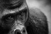 Ape Action Africa sanctuary in Cameroon Temperate rainforest,Facial portrait,face,Animal rescue,rescued,Portrait,face picture,face shot,Western gorilla,Gorilla gorilla,Primates,Mammalia,Mammals,Chordates,Chordata,Hominids,Hominidae,Gorila,G