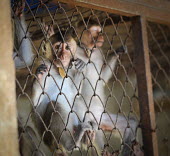 Crab-eating macaques held at a breeding facility likely to be sold to laboratories, Laos panic,panicked,worried,scared,Afraid,Sad,upset,sadness,Resource exploitation,farmed land,farm land,farmland,Farming,industry,farm,pet,zoo,captured,held,Captive,zoological,Human impact,human influence,