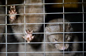 European mink held in a cage, Sweden farmed land,farm land,farmland,Farming,industry,farm,Resource exploitation,Human impact,human influence,anthropogenic,European mink,Mustela lutreola,Carnivores,Carnivora,Mammalia,Mammals,Weasels, Badg