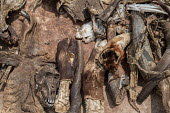 Muti market in Africa selling animal parts hunting,Hunting impact,Persecution,Dead,Stage,Resource exploitation,Human impact,human influence,anthropogenic,Trafficking,wildlife trafficking,animal trafficking,animal traffic,black market,wildlife
