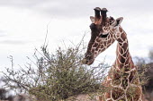 Giraffe eating shoots and leaves, Kenya Giraffe,Giraffa camelopardalis,Even-toed Ungulates,Artiodactyla,Chordates,Chordata,Mammalia,Mammals,Giraffidae,Giraffes,Terrestrial,Africa,Cetartiodactyla,Savannah,Herbivorous,Endangered,camelopardali