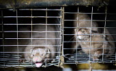 European mink held in cages, Sweden European mink,Mustela lutreola,Carnivores,Carnivora,Mammalia,Mammals,Weasels, Badgers and Otters,Mustelidae,Chordates,Chordata,Visón Europeo,Vison d'Europe,Mustela,Animalia,Subterranean,Wetlands,Crit