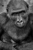Ape Action Africa sanctuary in Cameroon Western gorilla,Gorilla gorilla,Primates,Mammalia,Mammals,Chordates,Chordata,Hominids,Hominidae,Gorila,Gorille,Endangered,Gorilla,gorilla,Animalia,Africa,Tropical,Herbivorous,Terrestrial,Arboreal,Appe