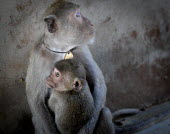Crab-eating macaque mother and child at a breeding facility likely to be sold to laboratories, Laos Crab-eating macaque,Macaca fascicularis,Mammalia,Mammals,Chordates,Chordata,Primates,Old World Monkeys,Cercopithecidae,Cynomolgus monkey,long-tailed macaque,Macaca Cangrejera,Macaque Crabier,Macaque D