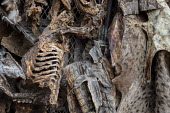 Muti market in Africa selling animal parts Traditional medicine,Chinese medicine,traditional Chinese medicine,Stage,Human impact,human influence,anthropogenic,hunting,Hunting impact,Resource exploitation,Dead,Trafficking,wildlife trafficking,a