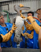Pelican was rescued from the Deepwater Horizon oil spill on April 20th, 2010 Oil,Animal rescue,rescued,Fossil fuel,Fossil Fuels,fuel,Resource exploitation,spillage,Oil spill,oil leak,oil spillage,Pollutants,Pollution,Human impact,human influence,anthropogenic,oil,bird,spill,pe