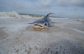 Dead fish washing up along the Gulf Coast after an oil spill, USA shoreline,Shore,sea shore,shoreland,sea side,Oil,coast,Coastal,coast line,coastline,Pollutants,Pollution,Aquatic,water,water body,Dead,trash,Waste pollution,litter,human waste,rubbish,garbage,environm