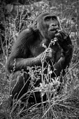 Ape Action Africa sanctuary in Cameroon Facial portrait,face,Animal rescue,rescued,Temperate rainforest,Portrait,face picture,face shot,Western gorilla,Gorilla gorilla,Primates,Mammalia,Mammals,Chordates,Chordata,Hominids,Hominidae,Gorila,G